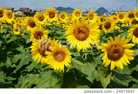 Sun Flower Sun Flower 24673697