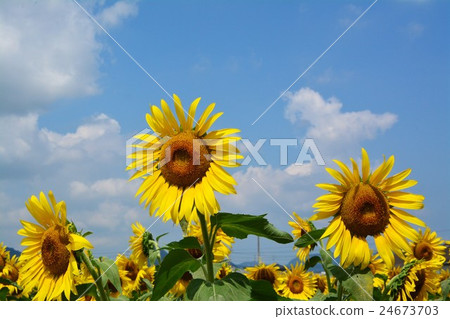 Sun Flower  24673703
