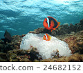 Whitewashed sea buckthorn and horse mackerel 24682152