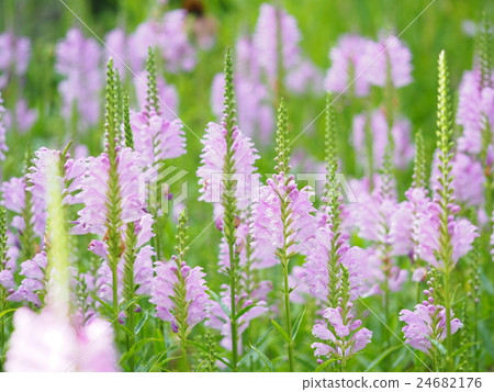 Hanatraneo's garden Hanatraneo's garden 24682176