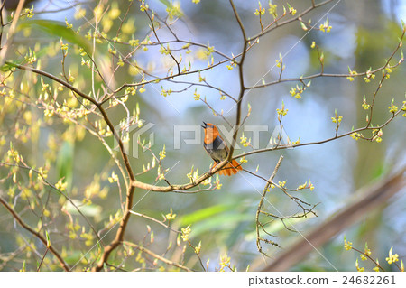 羅賓斯 羅賓斯 24682261