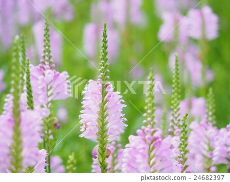 Hanatraneo's garden 24682397