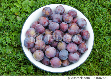 plums in bowl 24682830