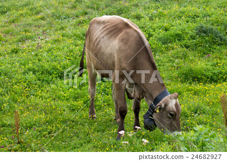 Cow grazing 24682927