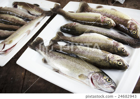 虹鱒魚 虹鱒魚 24682943