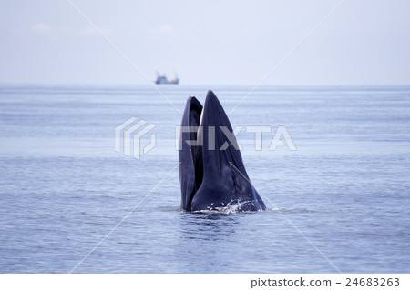 whales eating Anchovy fish whales eating Anchovy fish 24683263