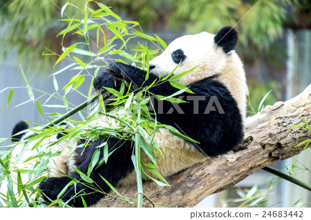 Giant panda eating bamboo grass 24683442