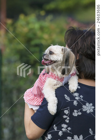 Dogs family Dogs and people Dogs family Dogs and people 24683686