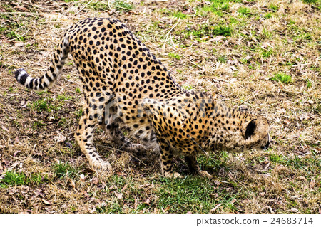 Cheetah at Smithsonian Zoo 24683714