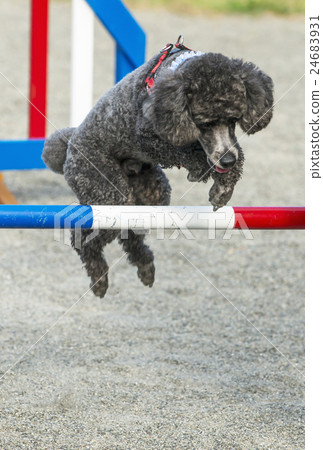 狗跑狗跳 24683931