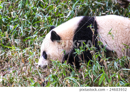 走大熊貓 24683932