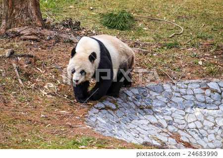 Walking around the giant panda 24683990