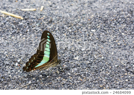 Aosujiageha that absorbs water 24684099