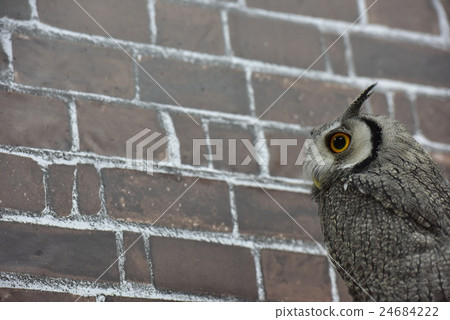 African elephant hazuku 24684222