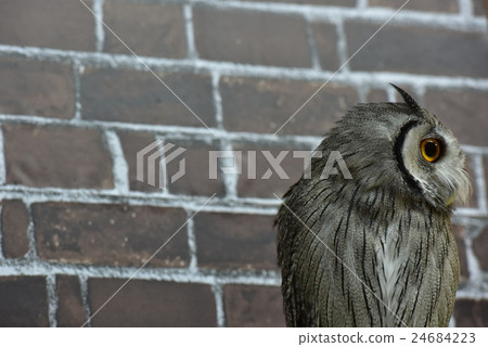 African elephant hazuku 24684223