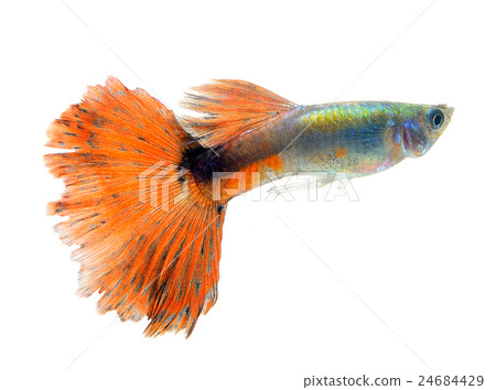 Beautiful Guppy Isolated on whte  Background 24684429