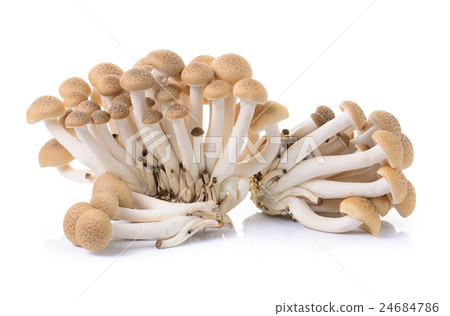 brown beech mushroom isolated on white background 24684786