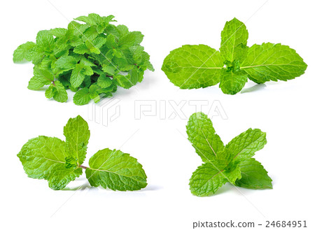 mint leaf on white background 24684951
