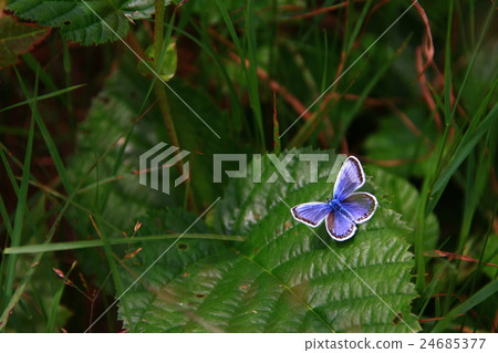 Powered by Translate 24685377