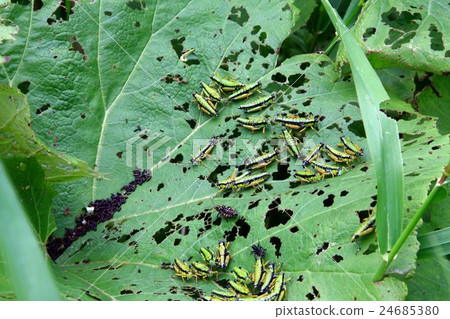 札幌Fuki Bata 24685380