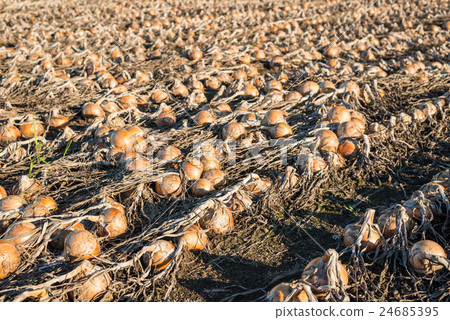 就在洋蔥收穫之前 24685395