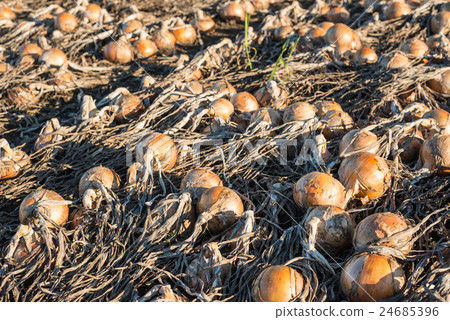 就在洋蔥收穫之前 就在洋蔥收穫之前 24685396