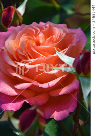 Rose Garden ~ Qingdao Children's Cake Flower Festa ~ (Miyazaki City, Miyazaki Prefecture) Rose Garden ~ Qingdao Children's Cake Flower Festa ~ (Miyazaki City, Miyazaki Prefecture) 24685444