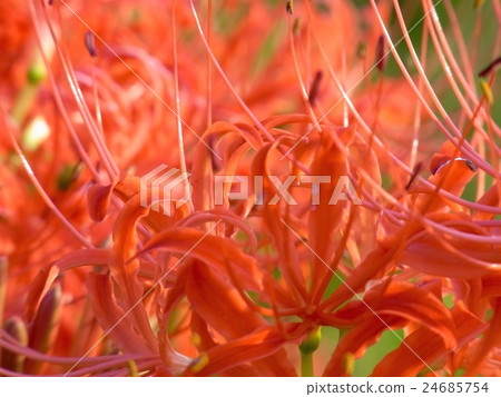 Cluster amaryllis Cluster amaryllis 24685754
