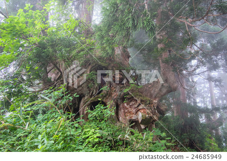 Natural Art Museum Tateyama Cedar Forest 21 24685949