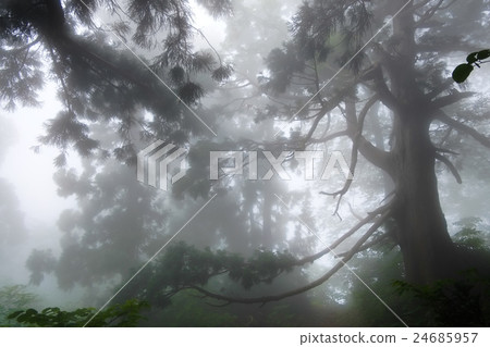 Natural art museum Tateyama Cedar Forest 28 24685957