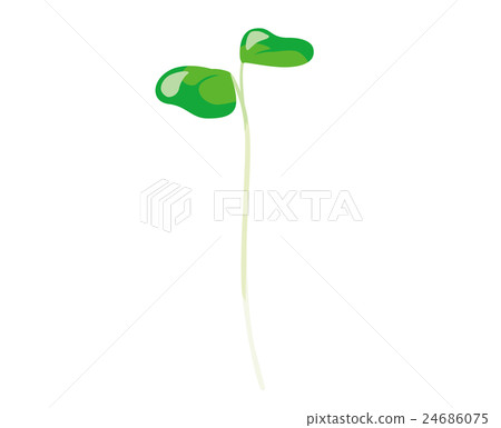 Broccoli Sprout Illustration 24686075