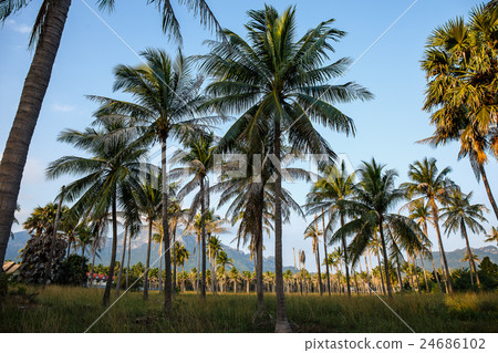 Coconut tree in garden Coconut tree in garden 24686102