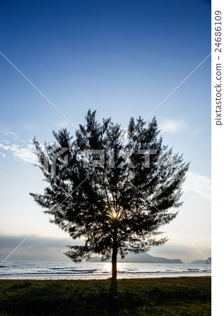 Seascape with lonely pine tree on beach Seascape with lonely pine tree on beach 24686109