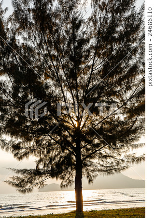 Seascape with lonely pine tree on beach Seascape with lonely pine tree on beach 24686110