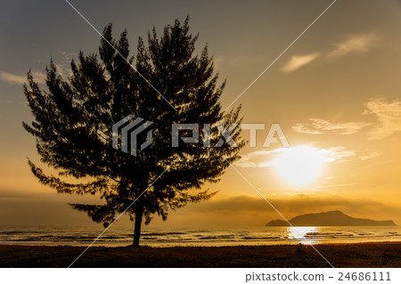 Seascape with lonely pine tree on beach Seascape with lonely pine tree on beach 24686111