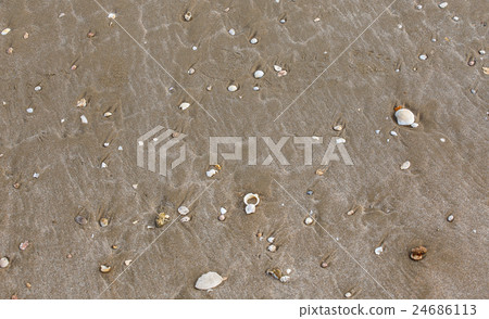 Shells on the beach background Shells on the beach background 24686113
