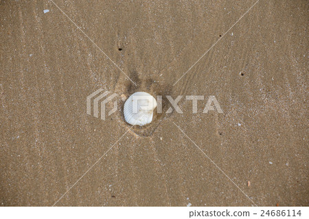 Shells on the beach background Shells on the beach background 24686114