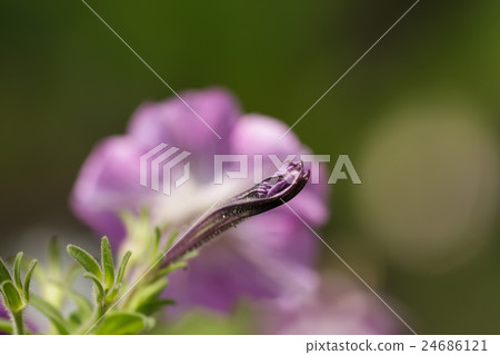 blossoming magenta petunia flowers 24686121