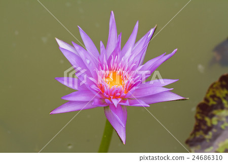 照片素材(图片): purple lotus.