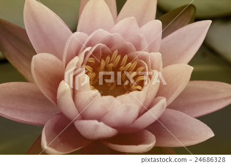 Pink Water Lily Pink Water Lily 24686328