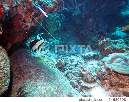 鐮魚 鐮魚 24686398