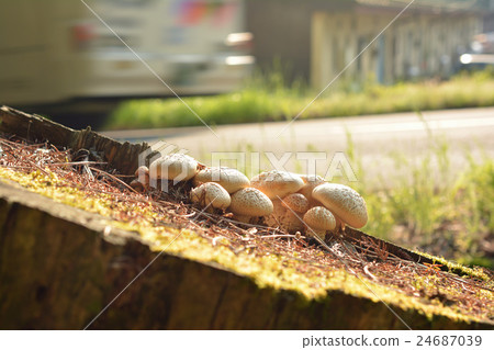松樹荒野 -  20160524 24687039