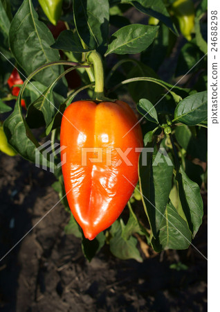 Orange Bell Pepper on the vine 24688298