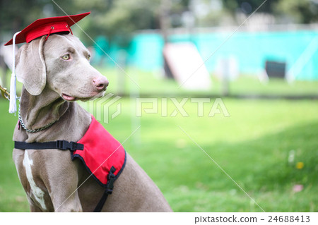 Canine graduation Canine graduation 24688413