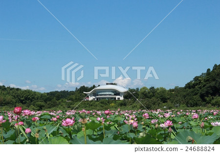Izunuma · Miyagi Sanctuary Center, Miyagi prefecture 24688824