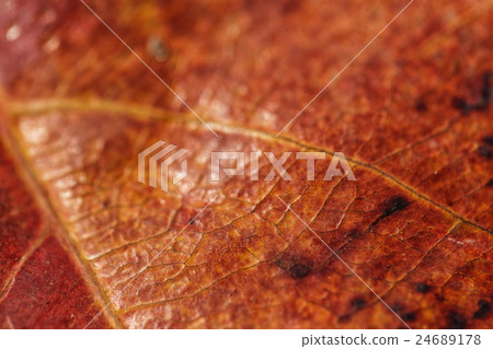 Closeup of an orange leaf 24689178