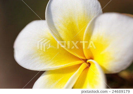 Frangipani - plumeria flower Frangipani - plumeria flower 24689179