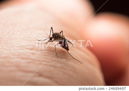 Close up a Mosquito sucking human blood 24689497