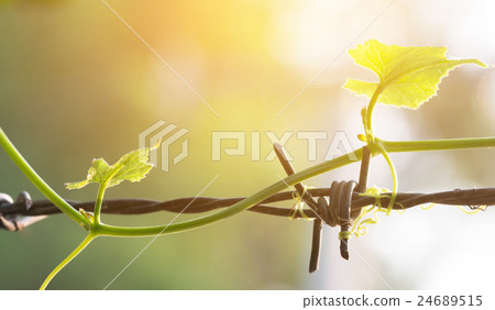 Treetop Gourd ivy on barbed wire  24689515