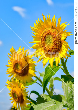 Sunflower flowers 24689658